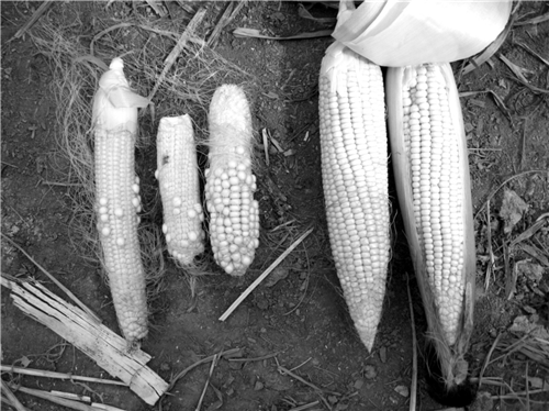 P(gun)͚ܵϷrpa(chn)r{